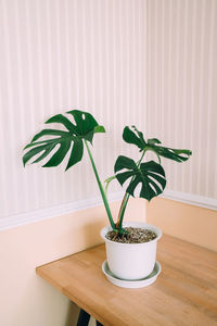 Close-up of potted plant on table