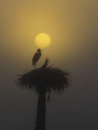 Side view of a silhouette bird against sunset