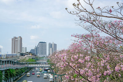 Cherry blossoms in city against sky