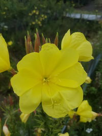 Close-up of yellow flower blooming outdoors