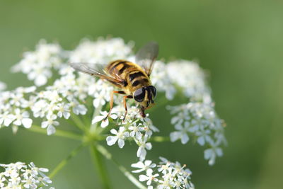 Macro shot of bee pollinating on white flower