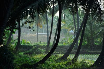 Trees in forest