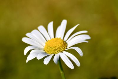 Close-up of white daisy flower