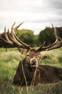 Deer relaxing on field