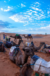 Horses in a desert