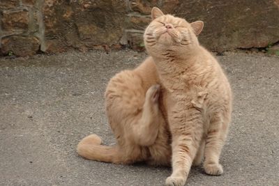 Cat sitting on street