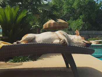 Dog relaxing outdoors