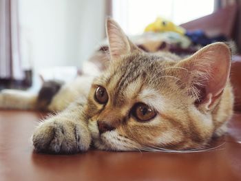 Close-up portrait of cat at home