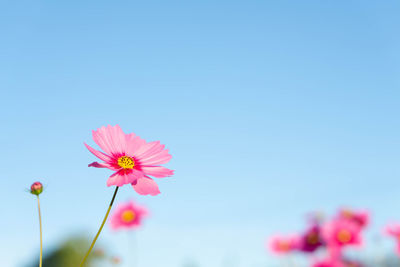 Close-up of pink cosmos flower against clear blue sky