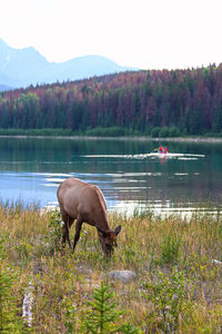 An elk grazes as a canoe paddles by in the background.