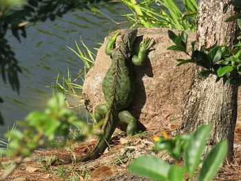 Closeup of a large iguana on a rock