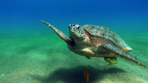 Big green turtle on the reefs of the red sea.