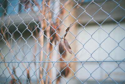 Man seen through chainlink fence