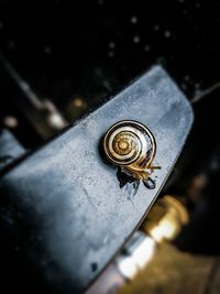 Close-up of snail on metal