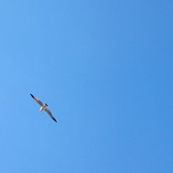 Low angle view of seagull flying against clear blue sky