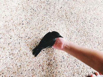 High angle view of person eating bird