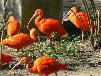 Orange and ducks on land