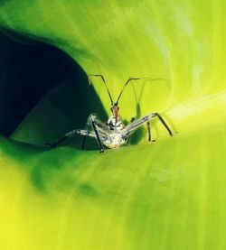 Close-up of insect on leaf