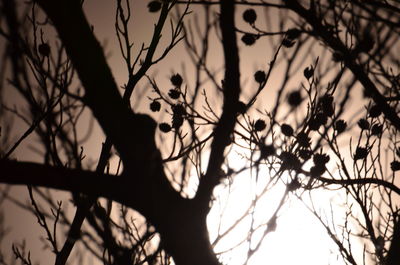 Low angle view of silhouette bare tree against sky