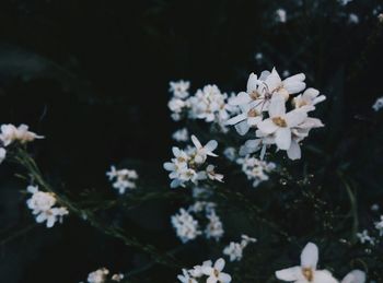 Close-up of white flowers blooming outdoors