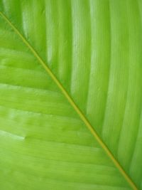 Close-up of green leaves