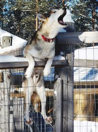 Close-up of dog barking while sitting on fence