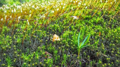 Close-up of flowers on field