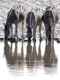 Zebra in water