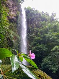 Close-up of waterfall with pink flowers against trees