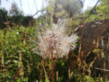 Close-up of dandelion flower on field