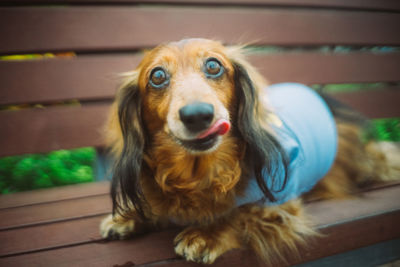 Close-up portrait of dog sticking out tongue sitting on bench