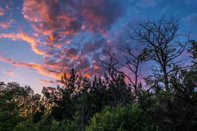 Low angle view of trees against sky during sunset