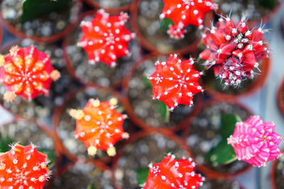 Close-up of red flowers cactus on plant