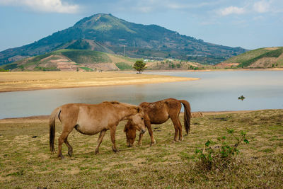 Horse on field by lake against sky