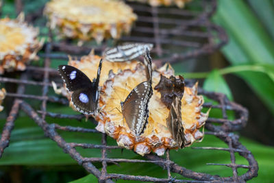 Close-up of butterfly on leaves