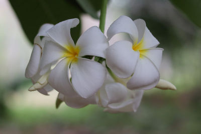 Close-up of white flowering plant