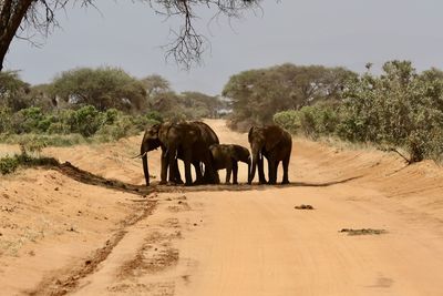 Elephant walking on sand against sky