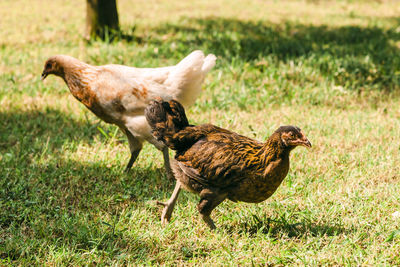 Side view of a bird on field