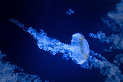 Close-up of jellyfish swimming in sea