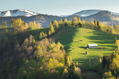 Scenic view of trees on field against sky