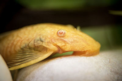 Close-up of lizard