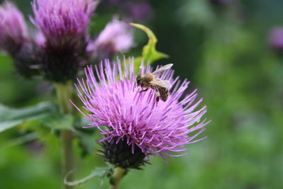 Close-up of honey bee on thistle