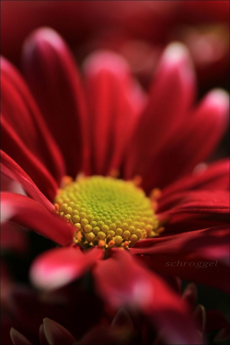 flower, freshness, petal, flower head, close-up, fragility, beauty in nature, selective focus, pollen, single flower, growth, stamen, nature, red, macro, focus on foreground, extreme close-up, blooming, no people, yellow