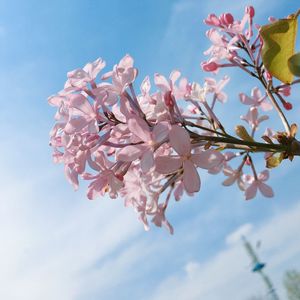 Low angle view of fresh flowers against sky