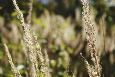 Close-up of wheat growing on tree