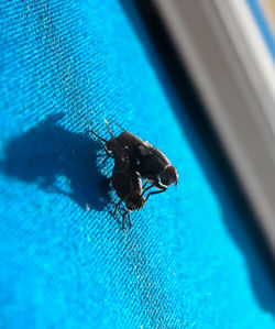 Close-up of bee on swimming pool