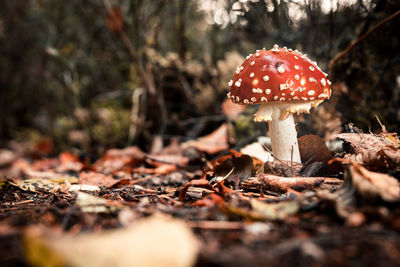 Close-up of mushroom growing on field