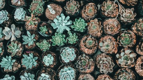 Full frame shot of plants