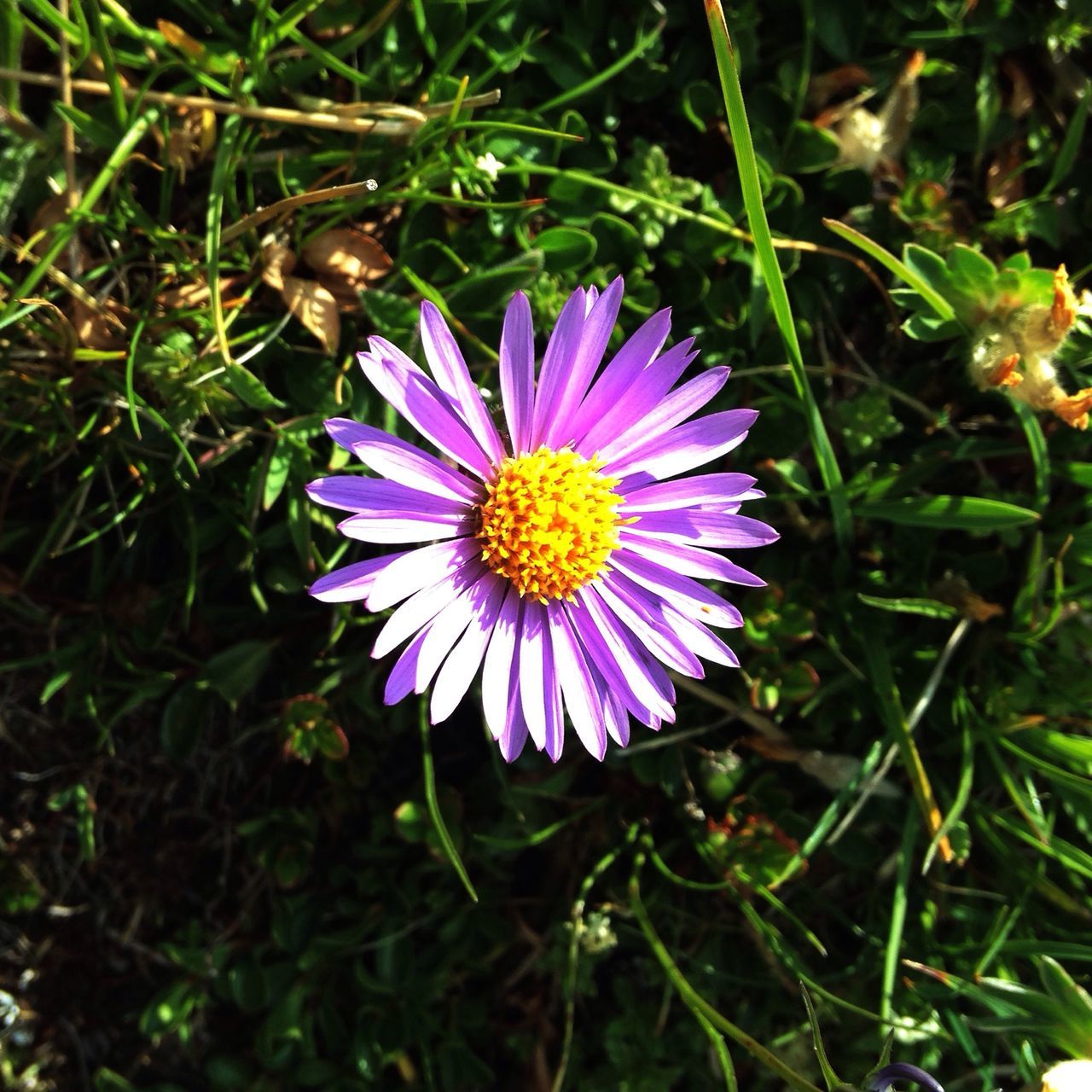 flower, petal, freshness, fragility, flower head, growth, blooming, beauty in nature, pollen, single flower, purple, high angle view, nature, plant, close-up, in bloom, field, daisy, yellow, focus on foreground