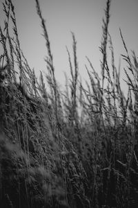 Plants growing on field